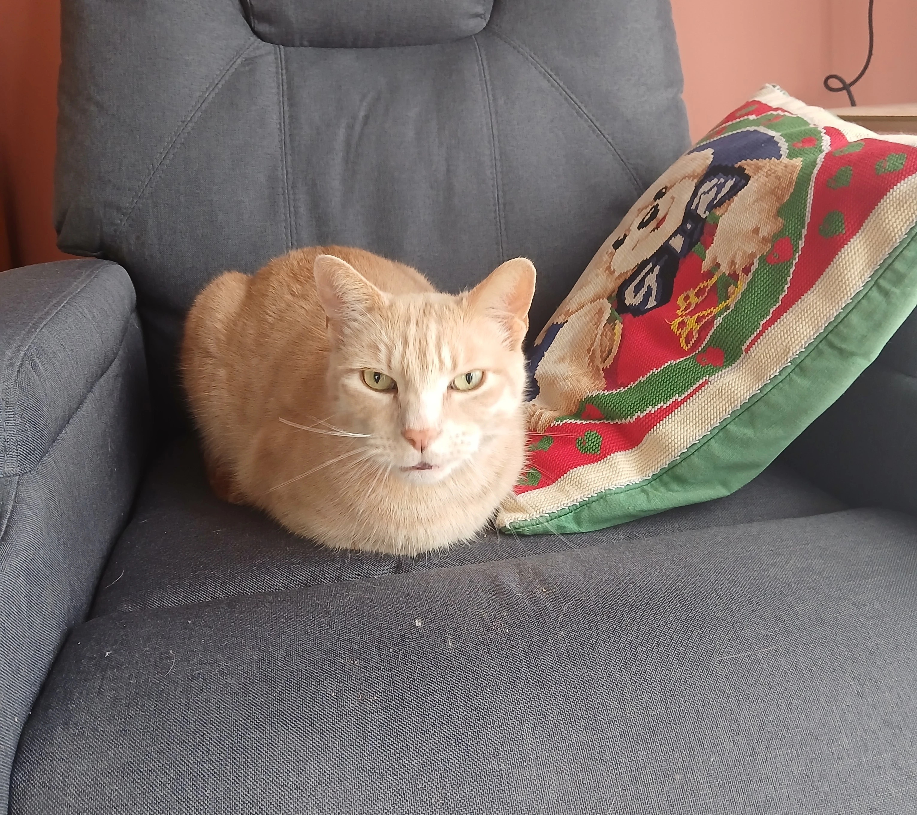 Nalla, l'animal de compagnie de la famille, mascotte du foyer